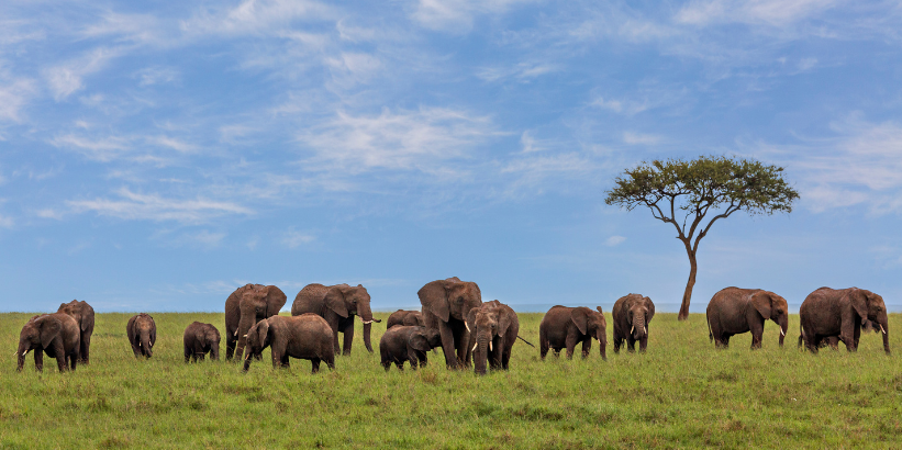 6-Day Kenya Safari – Nairobi, Masai Mara & Lake Naivasha – photo 6
